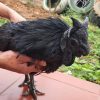 gà đen indonesia